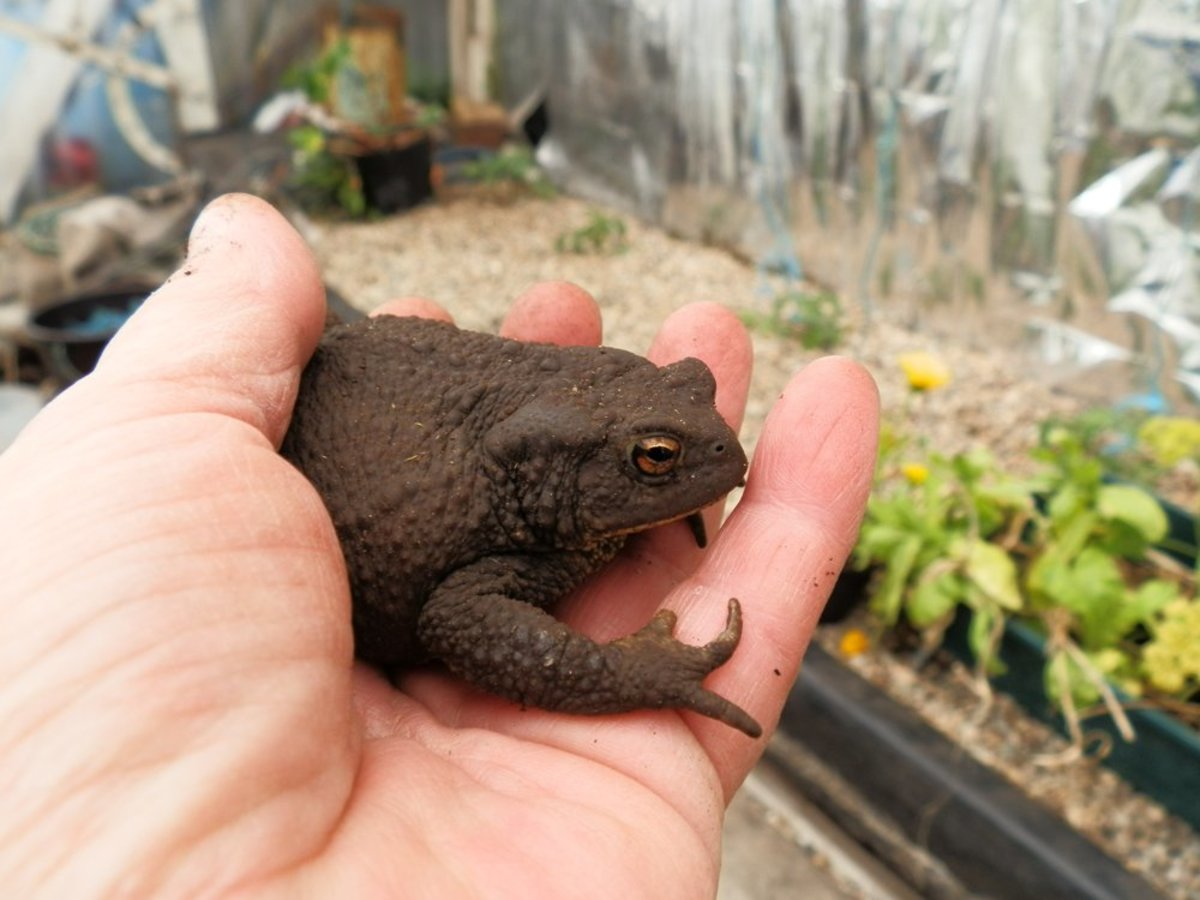 the toad I found in my garden
