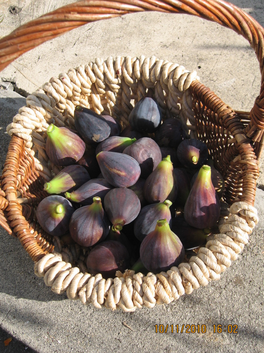 how-to-make-dried-figs