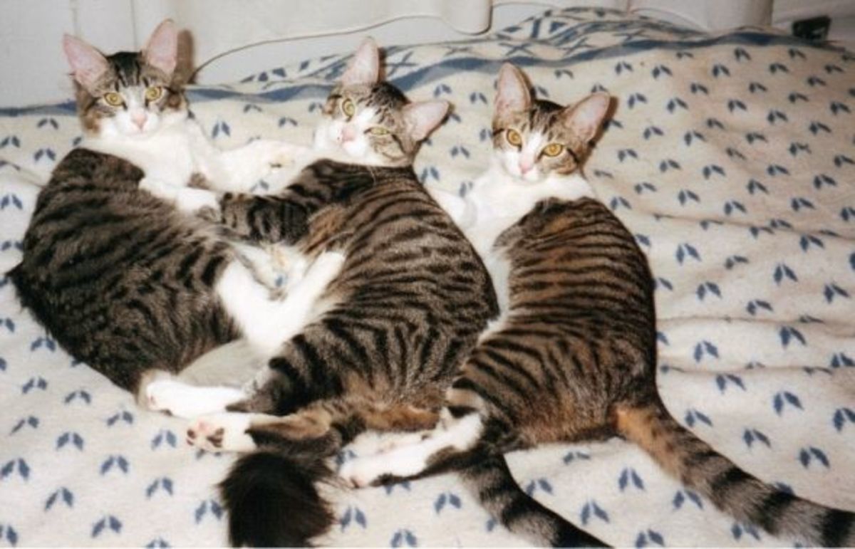 Lady and her kittens around 8 months old. Photo copyright credit by Favored1. Do Not Copy. 