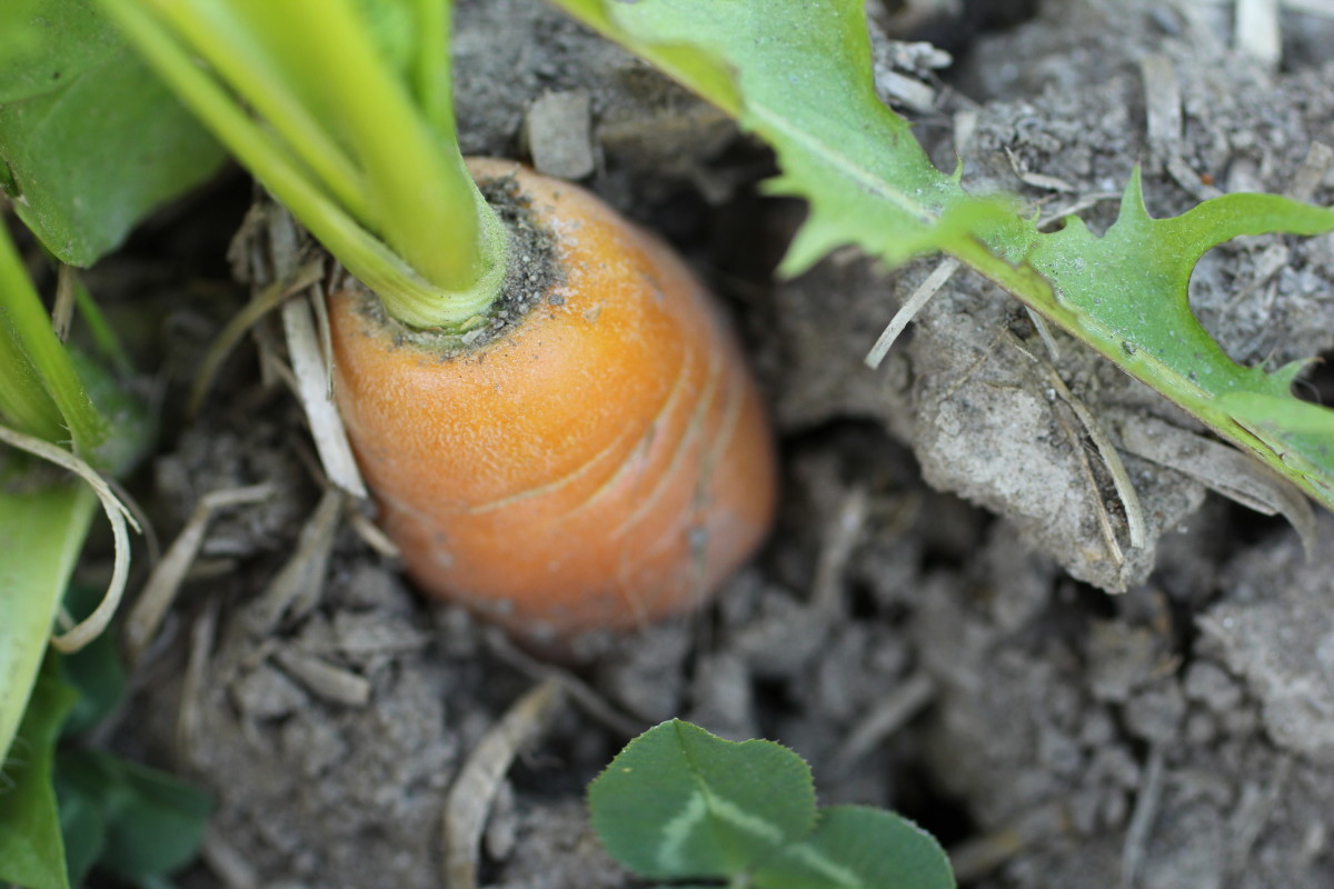 20 Great Carrot Varieties for the Home Garden