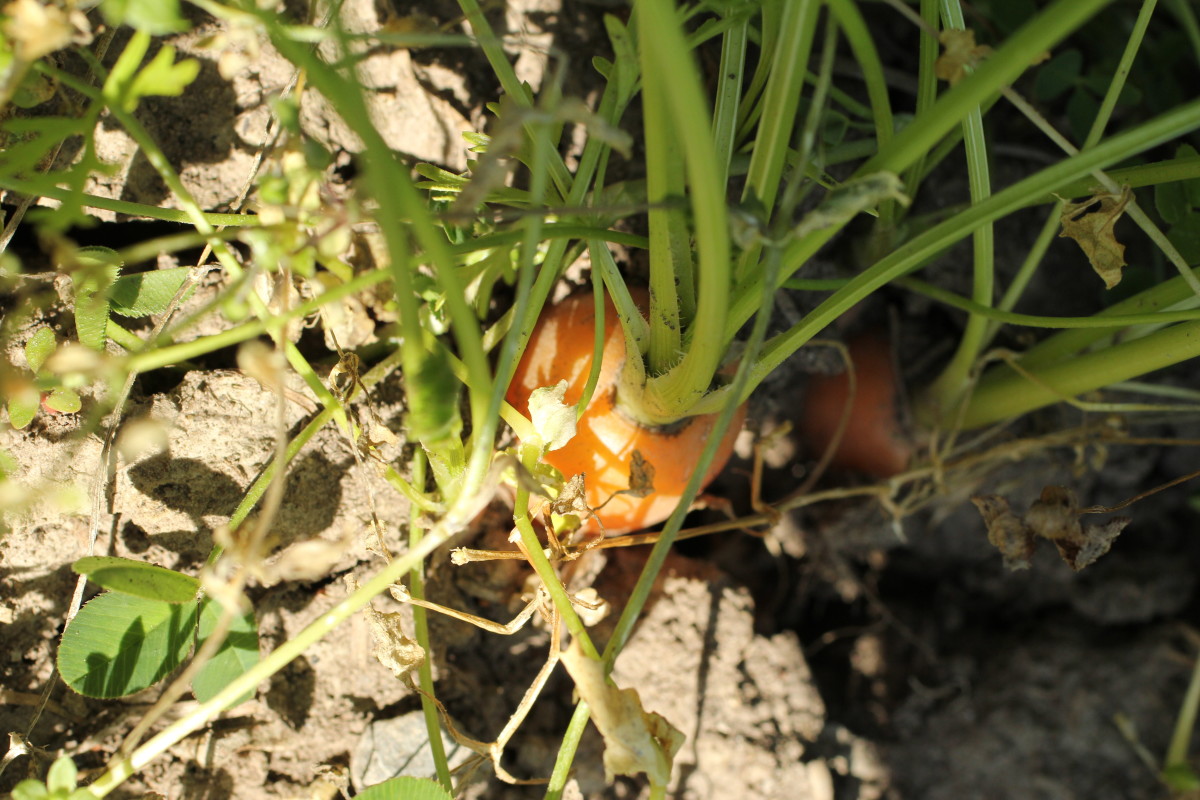 Carrots in the garden