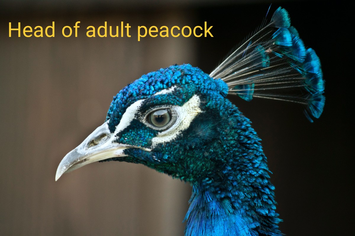 Male Peafowl