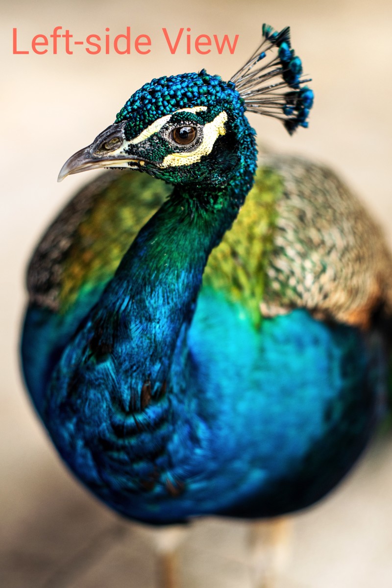 male-peafowl