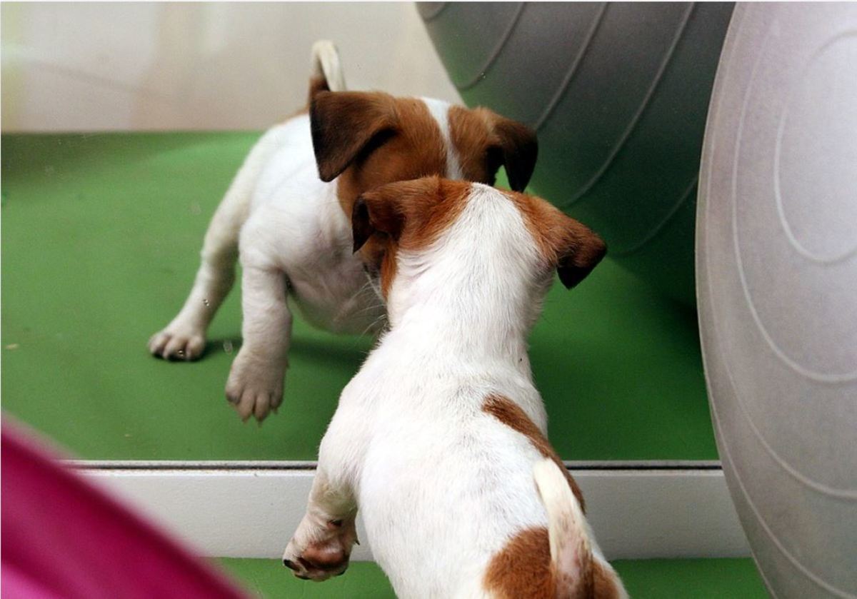 Dogs don't pass the mirror test as human babies do.
