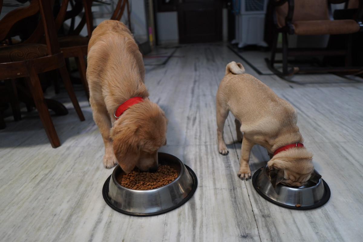 how-to-feed-your-puppy