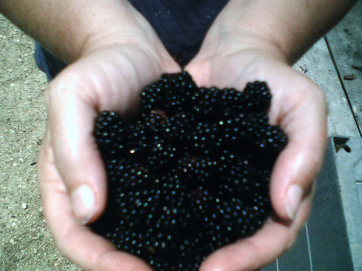 the-best-blackberry-cobbler