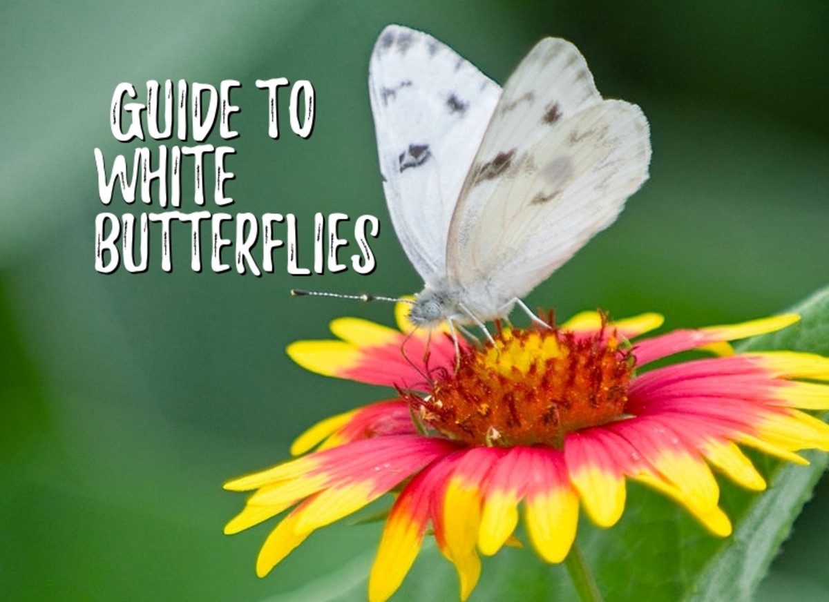 white-yellow-butterfly-identification