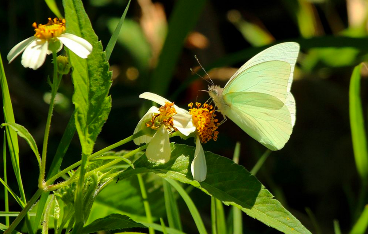 Florida white butterfly