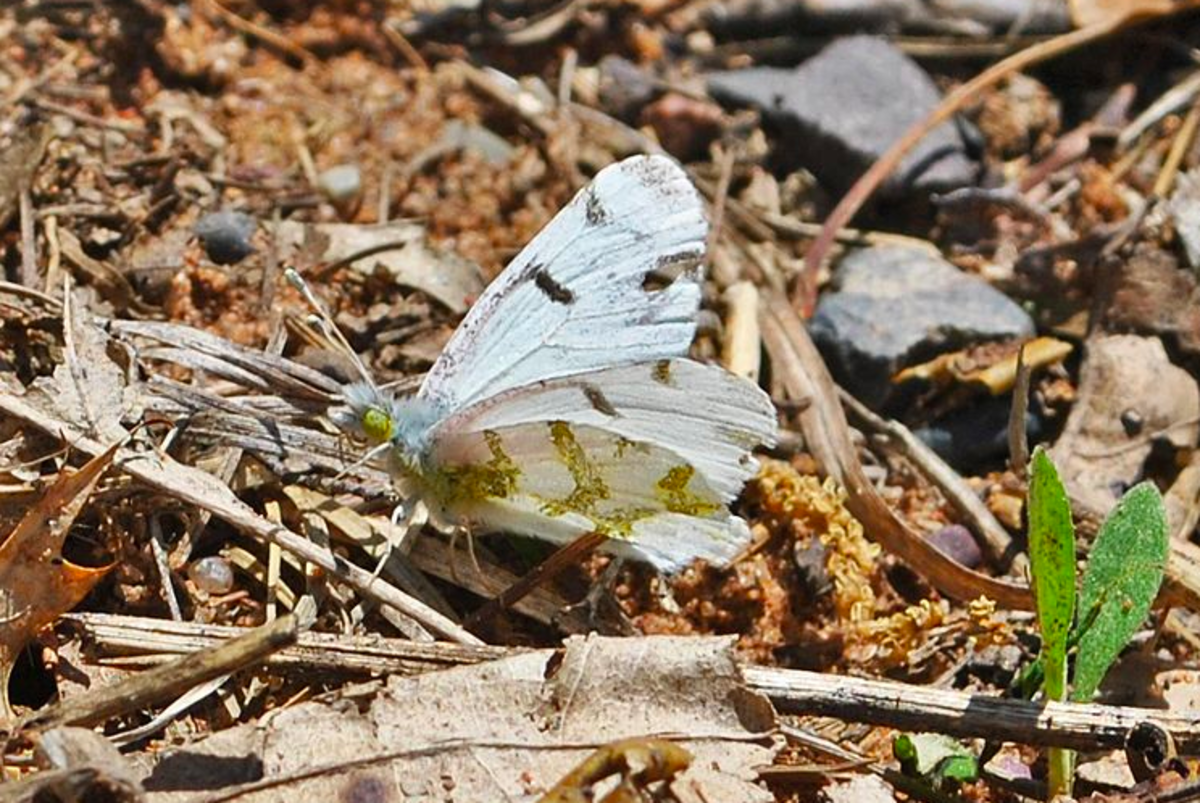 Olympia marble butterfly