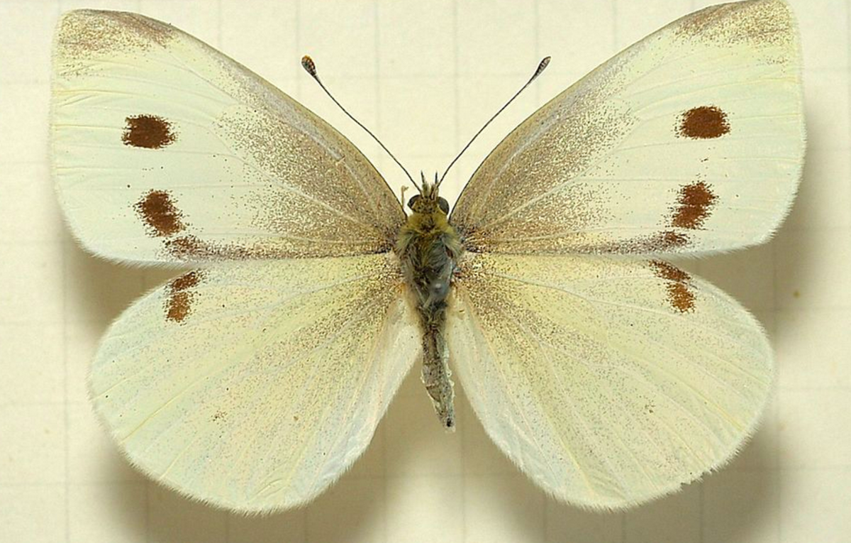 white-yellow-butterfly-identification