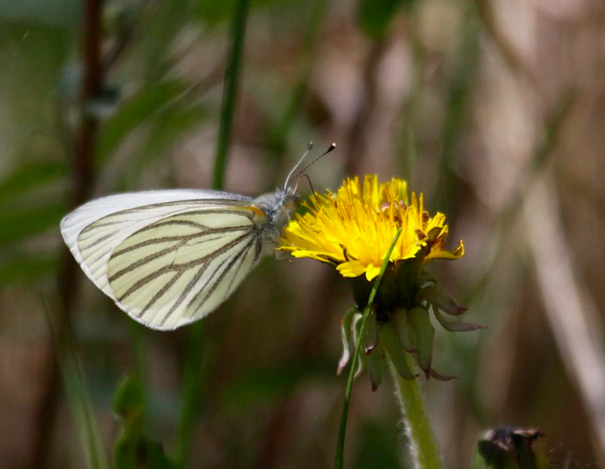 White Butterfly Identification Guide With Photos - Owlcation