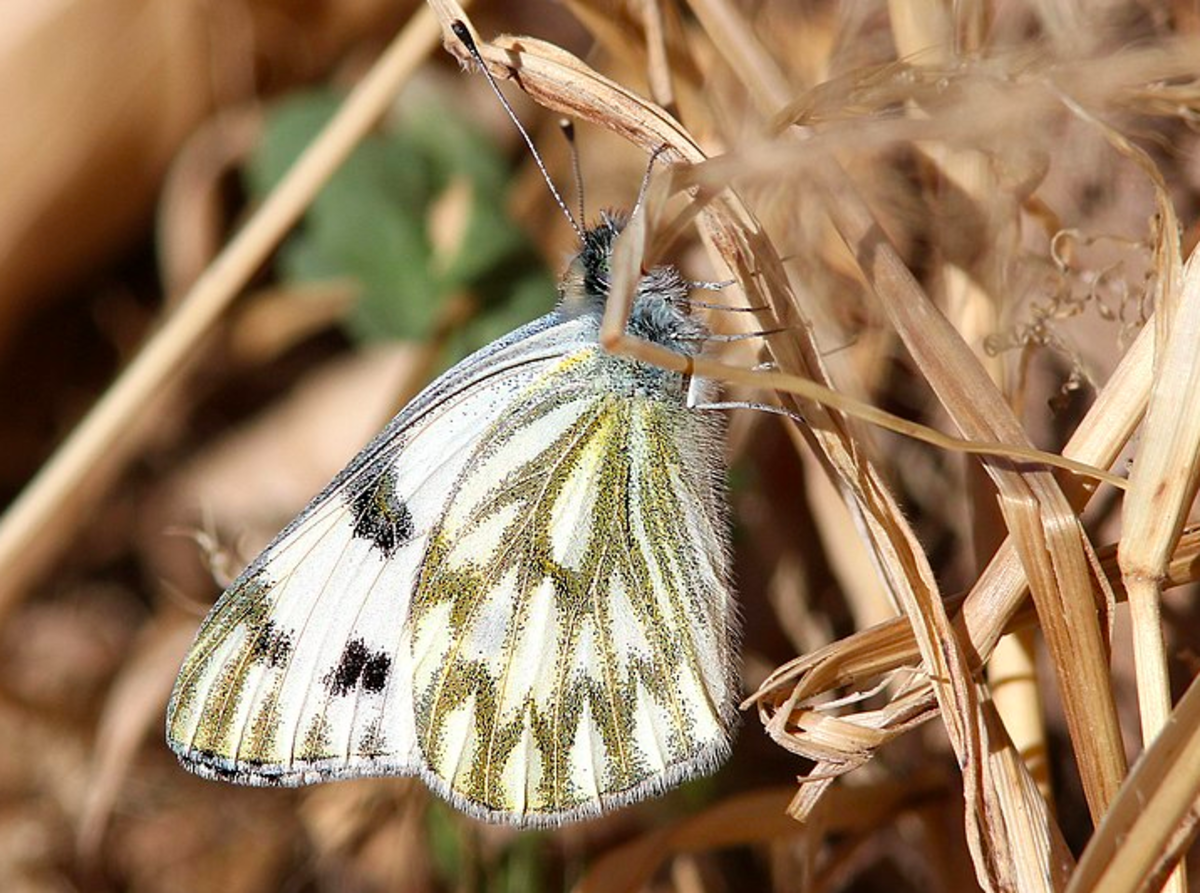 White Butterflies, species, facts, comparisons and photographs