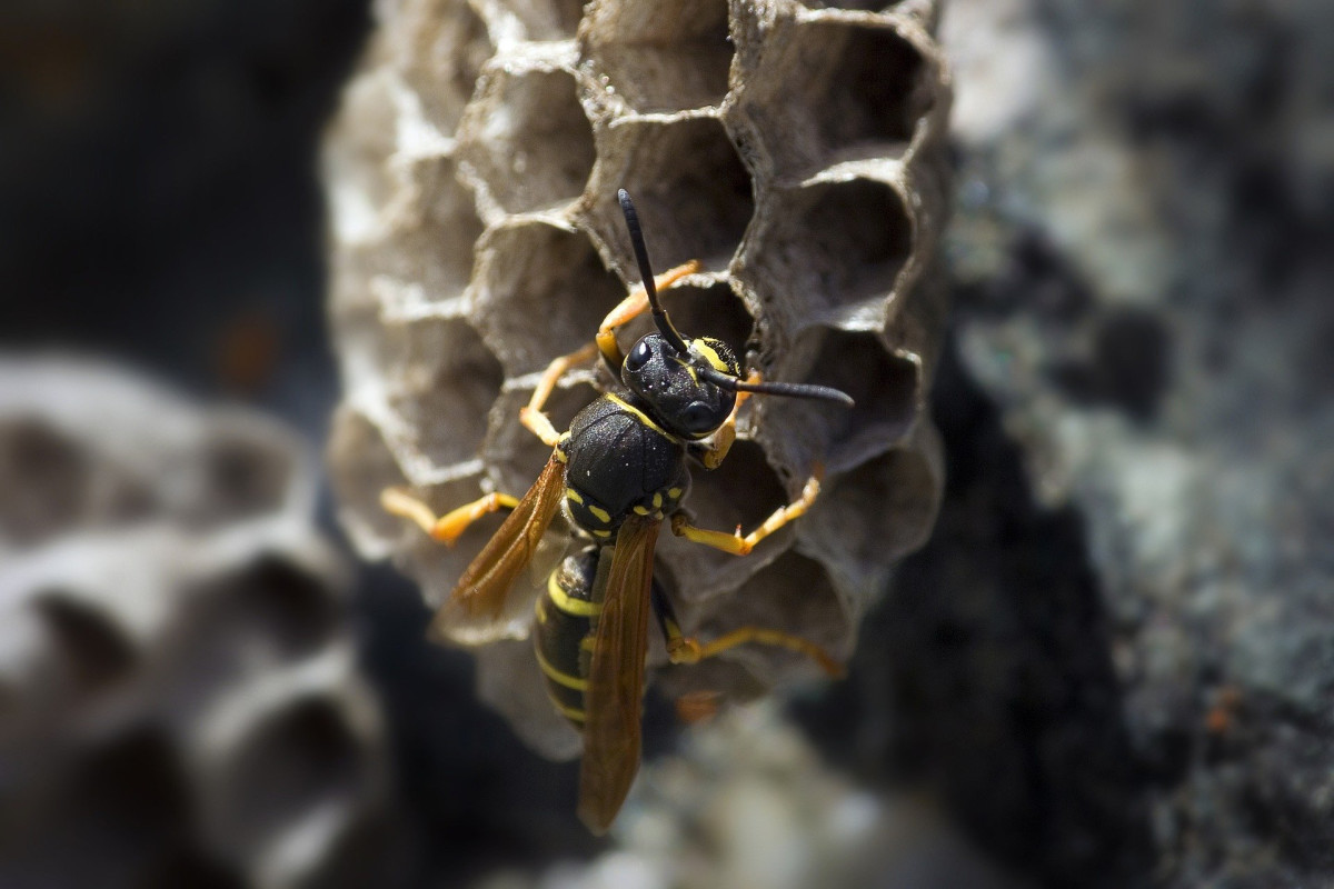 How to Kill Wasps and Bees Naturally Without Pesticide