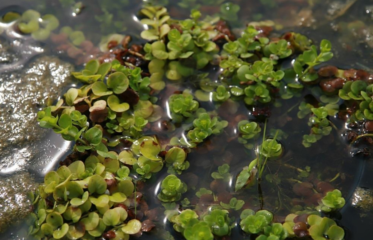 Creeping Jenny, or moneywort, grows well near ponds and other areas that may flood.