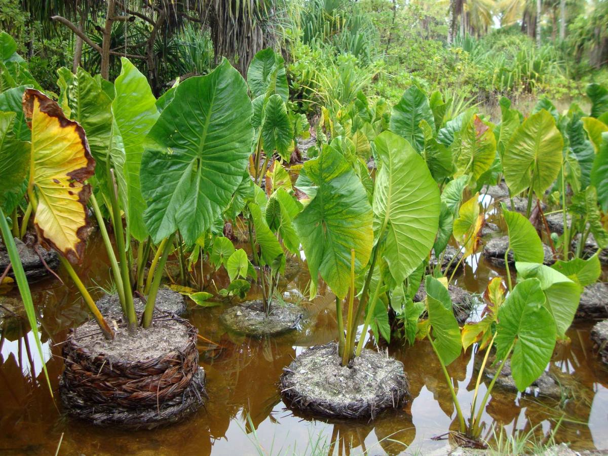 Taro will grow in standing water and has attractive foliage.