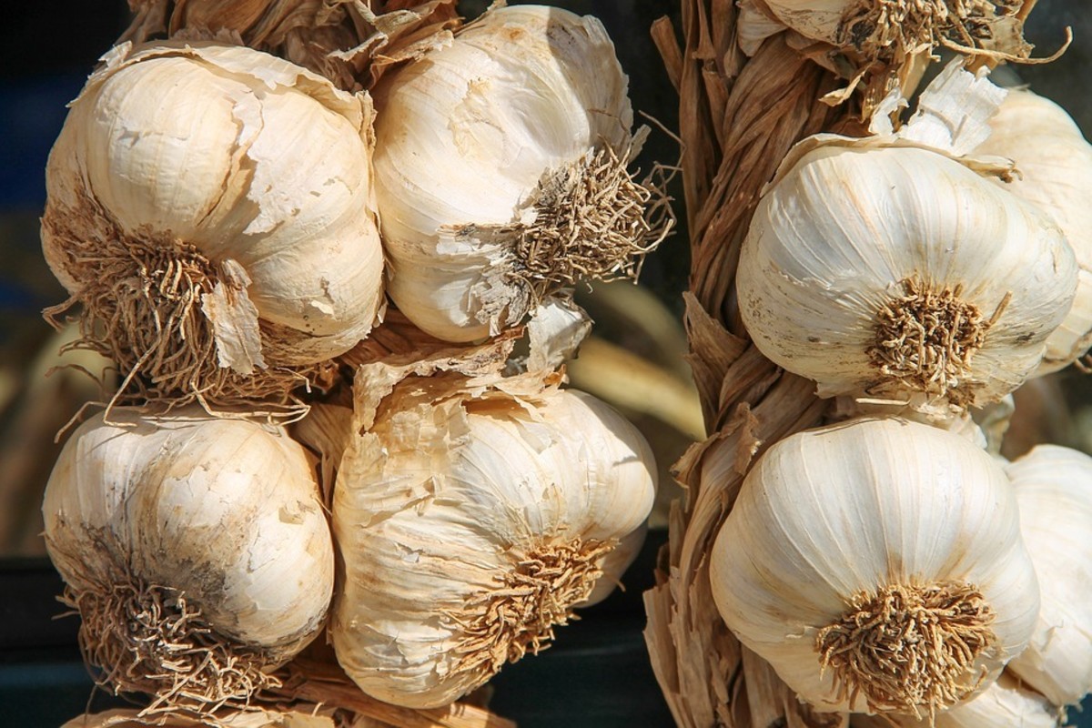 15-benefits-of-garlic