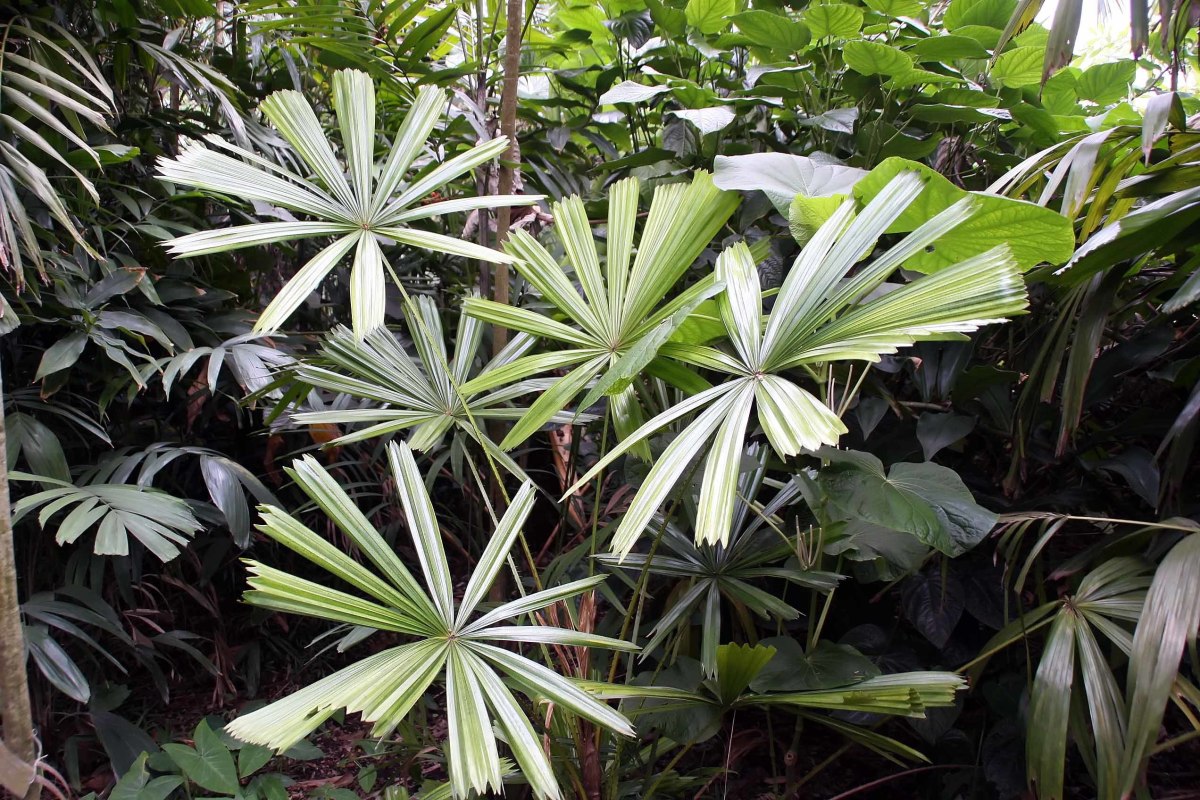 Mangrove fan palms are a good option for small, wet tropical gardens.
