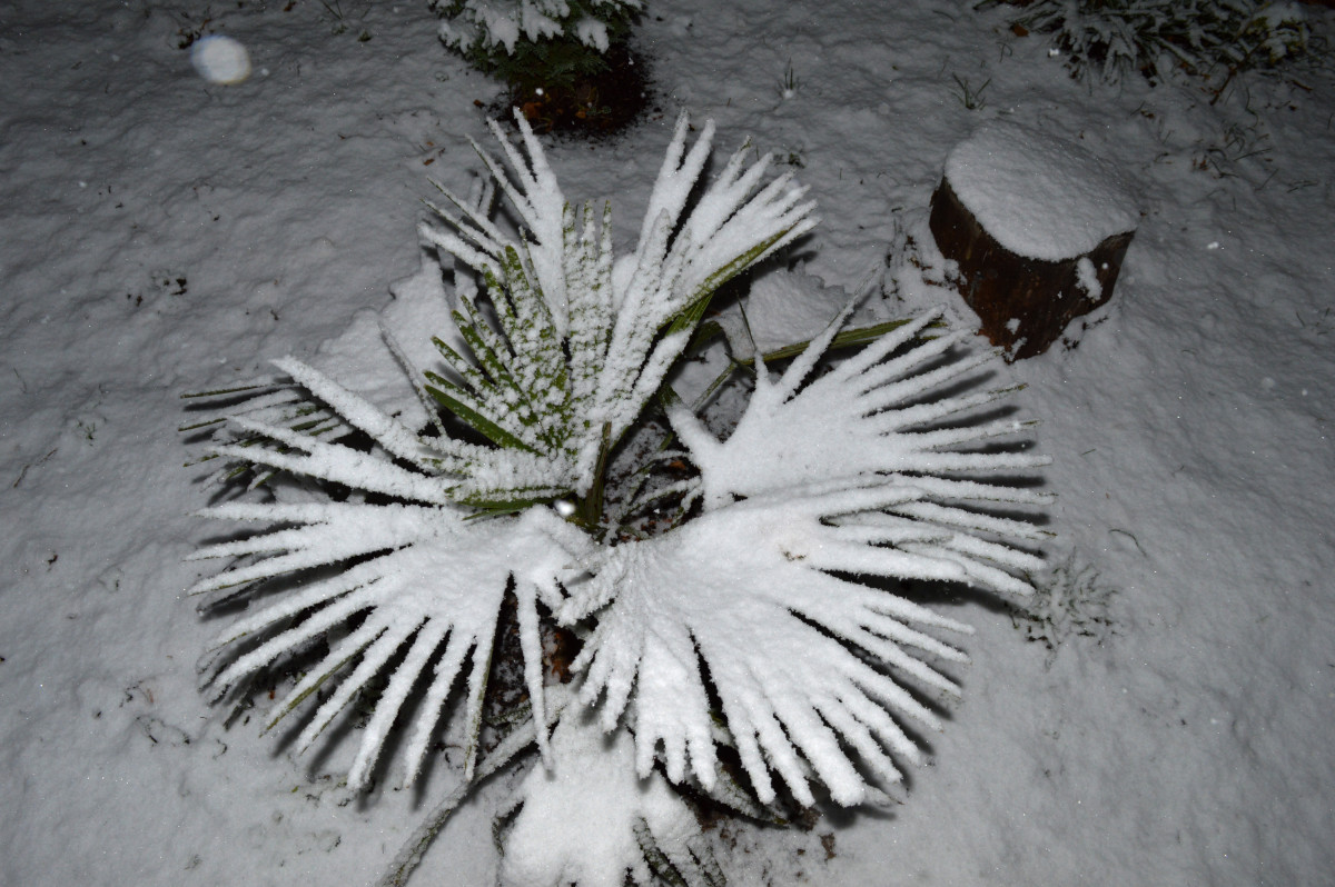 Windmill palms can grow in USDA zone 7, withstanding some snow and frost.