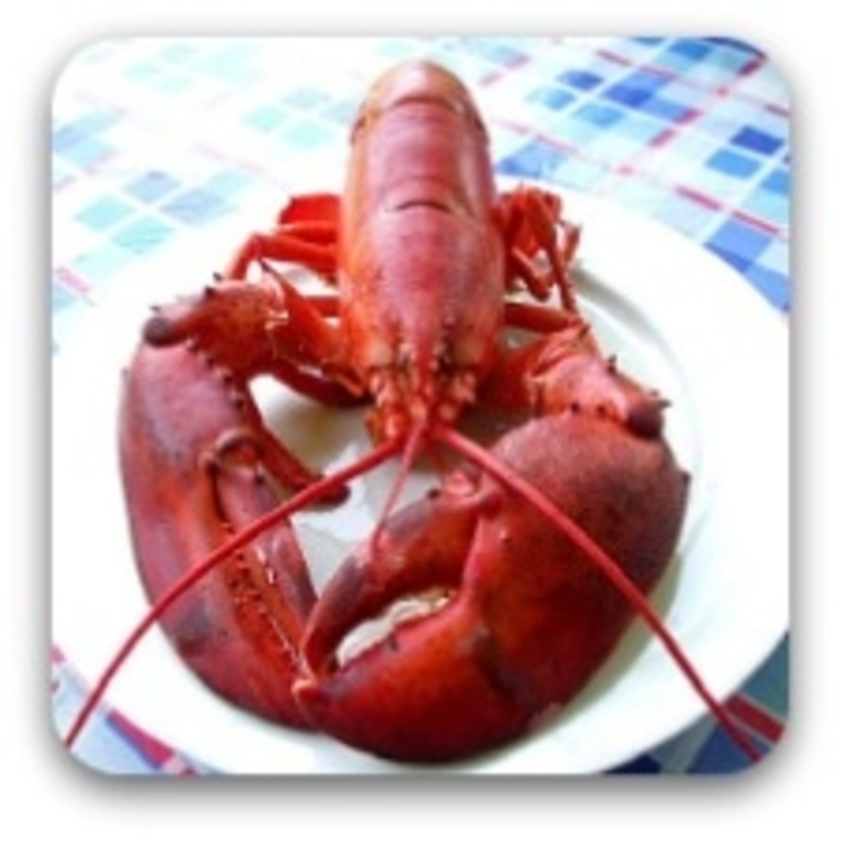 Maine Lobster by Jim Brickett