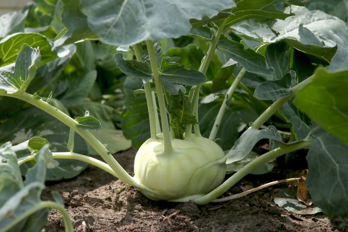 Kohlrabi growing in a garden. The bulbous stem is used to make tai tow choi. 