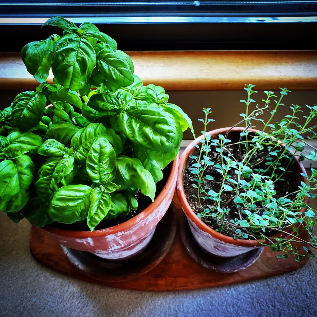 You can never go wrong with using herbs directly from the plant. Your basil and oregano will be fresher and better tasting. Growing the plant also saves money and reduces waste from packaging.