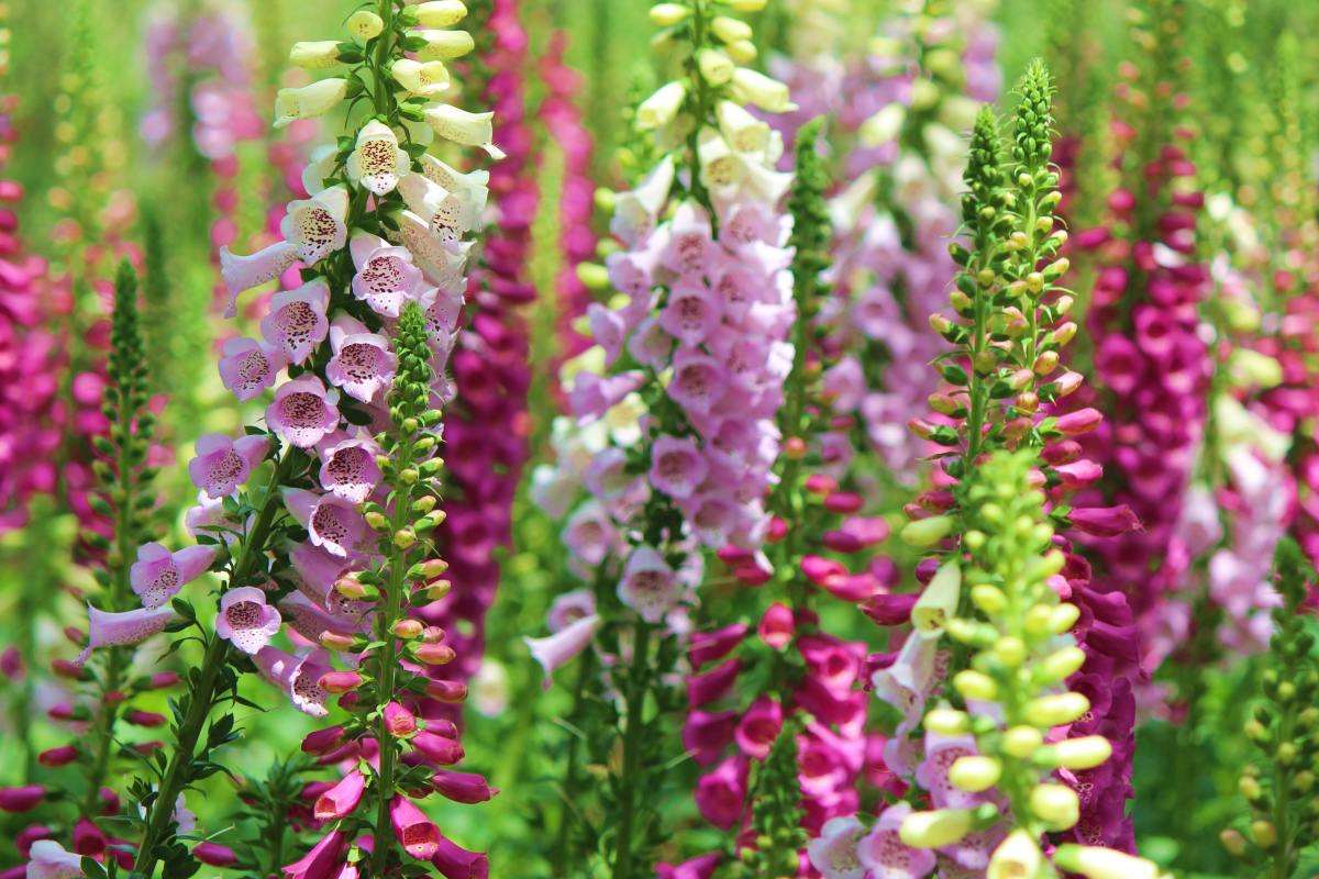 Saving seeds selectively means that next time they flower, you'll end up with the foxgloves that you find most beautiful.