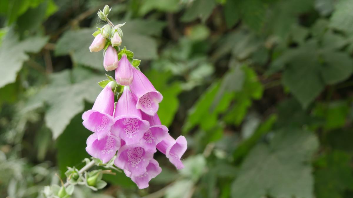Though their flowering season is short-lived, foxgloves are a gorgeous addition to the garden. What's more, their seeds are extremely easy to harvest and sow. 