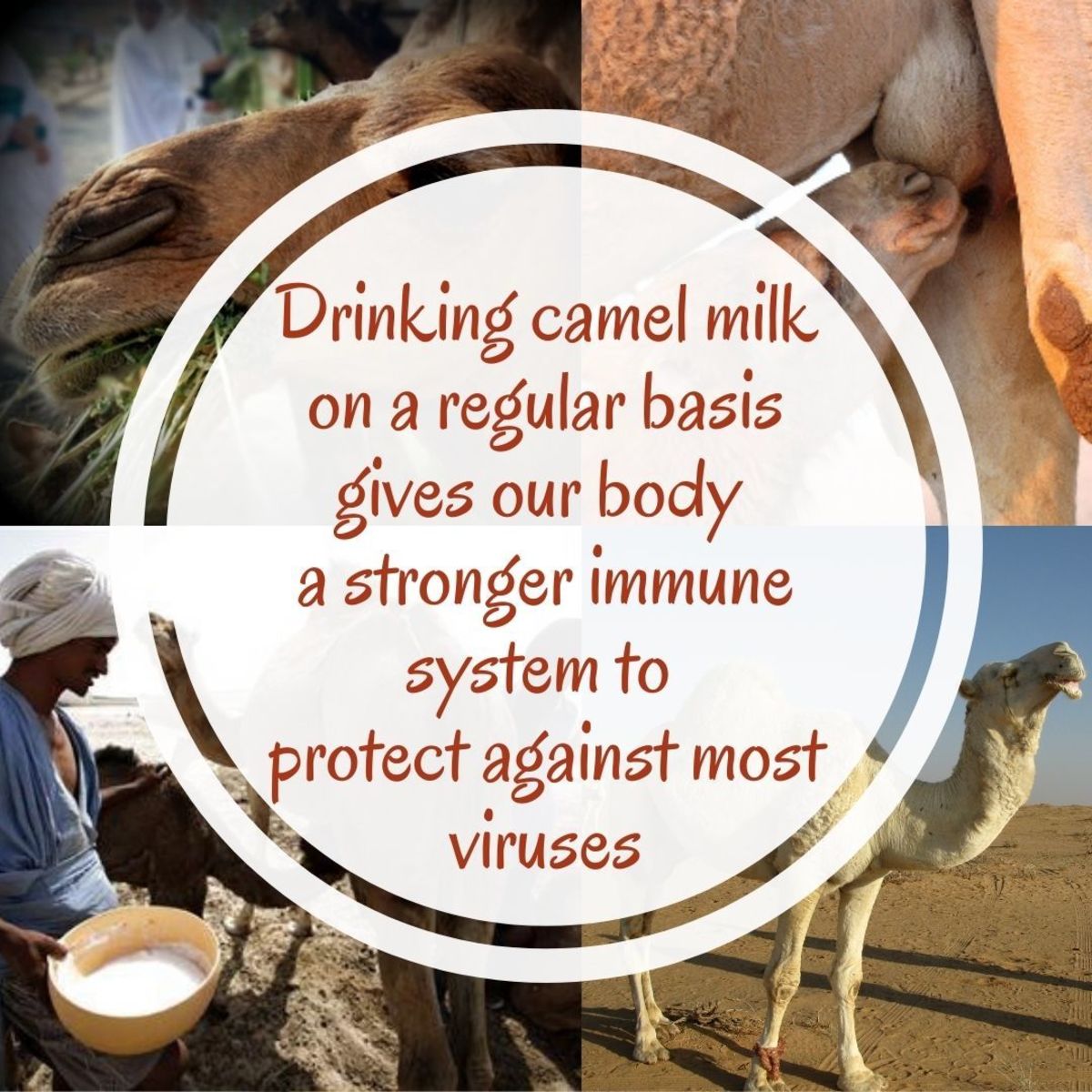 Drinking camel milk on a regular basis gives our body a stronger immune system to protect against most viruses