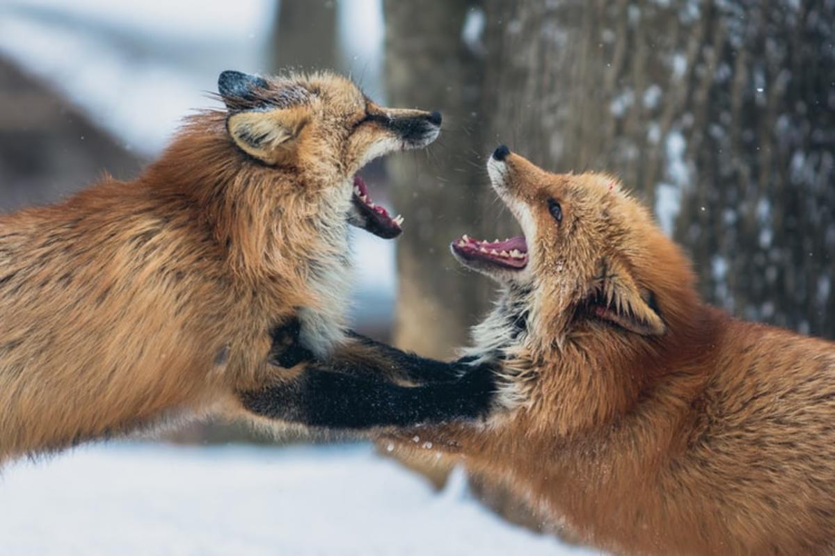 Two foxes fight in Shiroishi, Japan