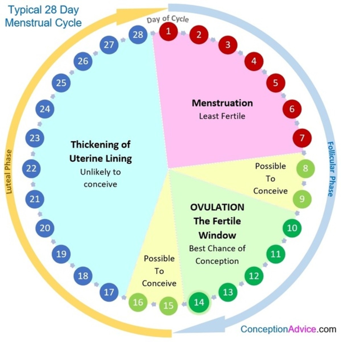 How long is a menstrual cycle