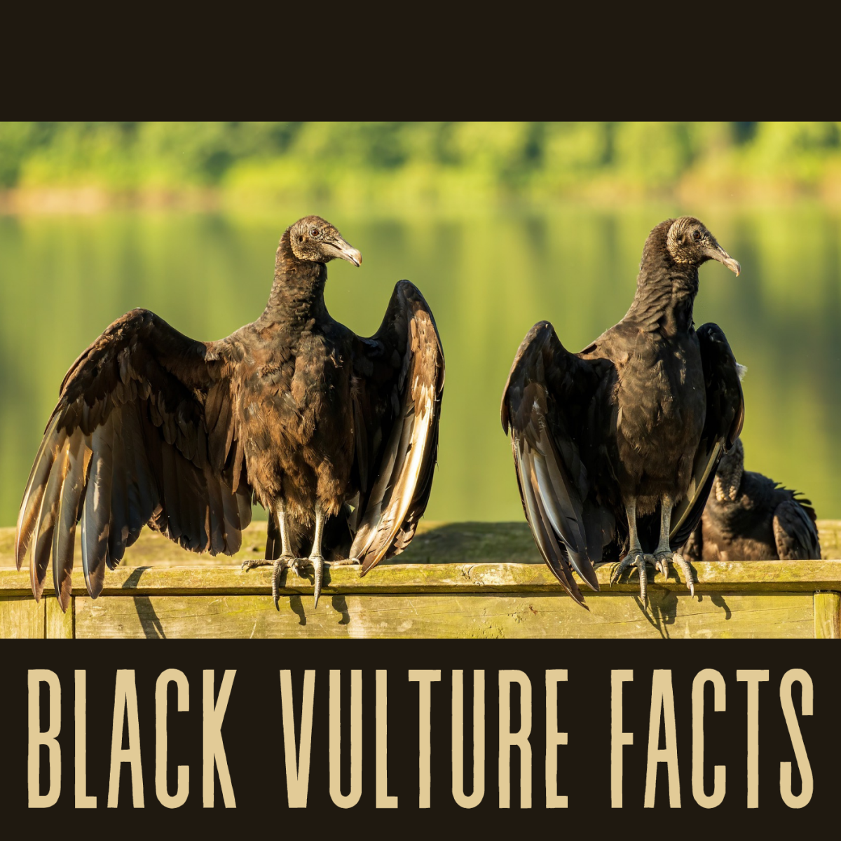 American black vultures are gregarious and love to roost in groups. They feed as a group and will try to drive away more solitary animals, such as turkey vultures.
