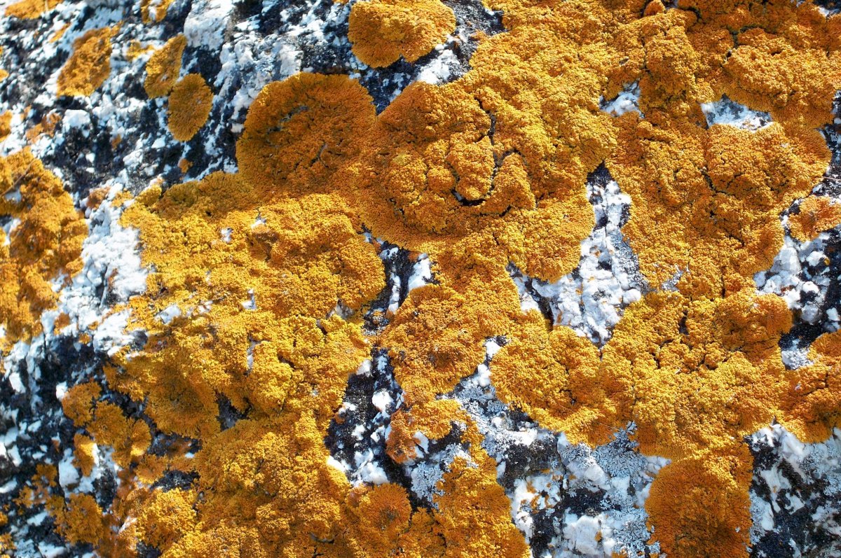 Many lake shore rocks were covered with colorful lichen. It was like artwork.