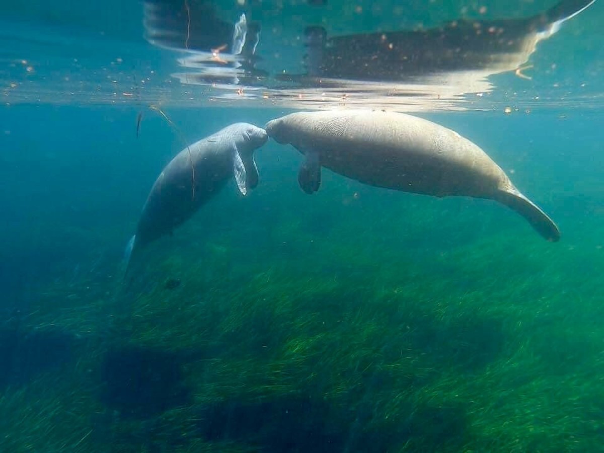 Whether at Silver Springs or Weeki Wachee, you will see manatees!