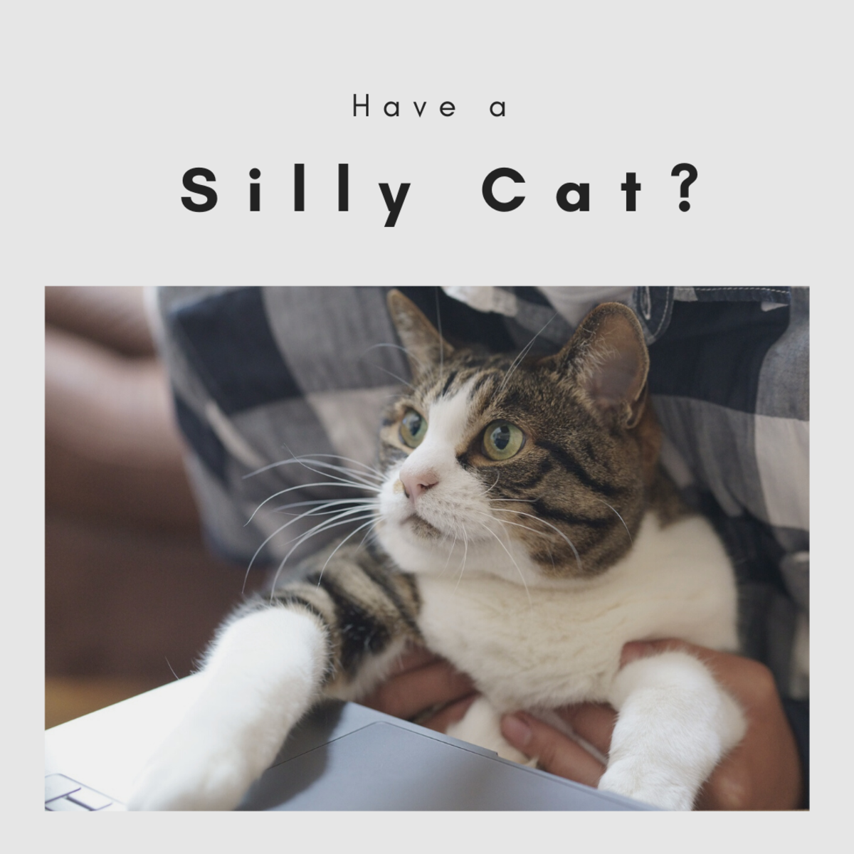 50 Funny Cat Names For Your Feline PetHelpful