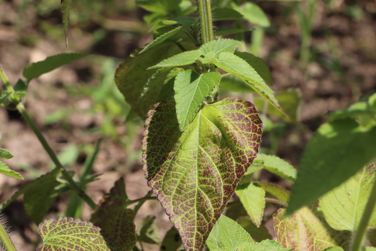 Deer find salvia leaves distasteful and do not like the herbal smell of the plant.