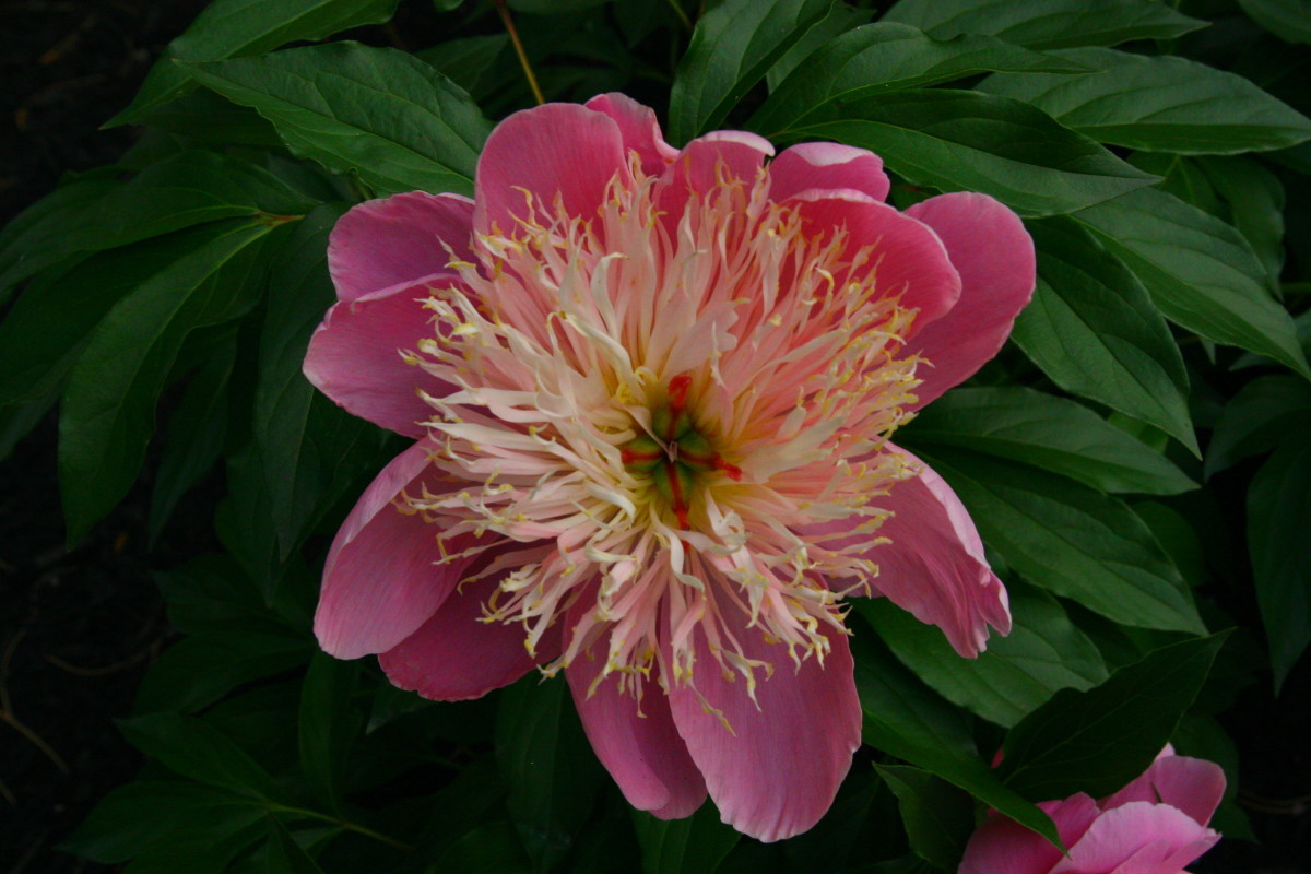 Peonies have a strong scent and woody stems that deer dislike.