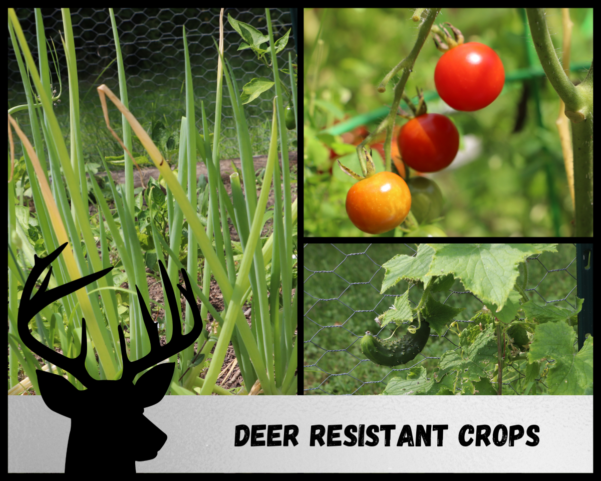 Several crops are deer resistant, including onions, tomatoes, and cucumbers. 