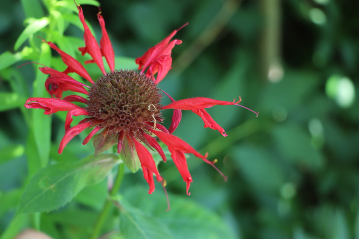 Bee balm is an excellent deer-resistant flower that is also beneficial to pollinators.