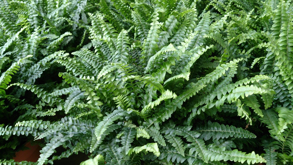 As with most ferns, Boston fern is deer-resistant.