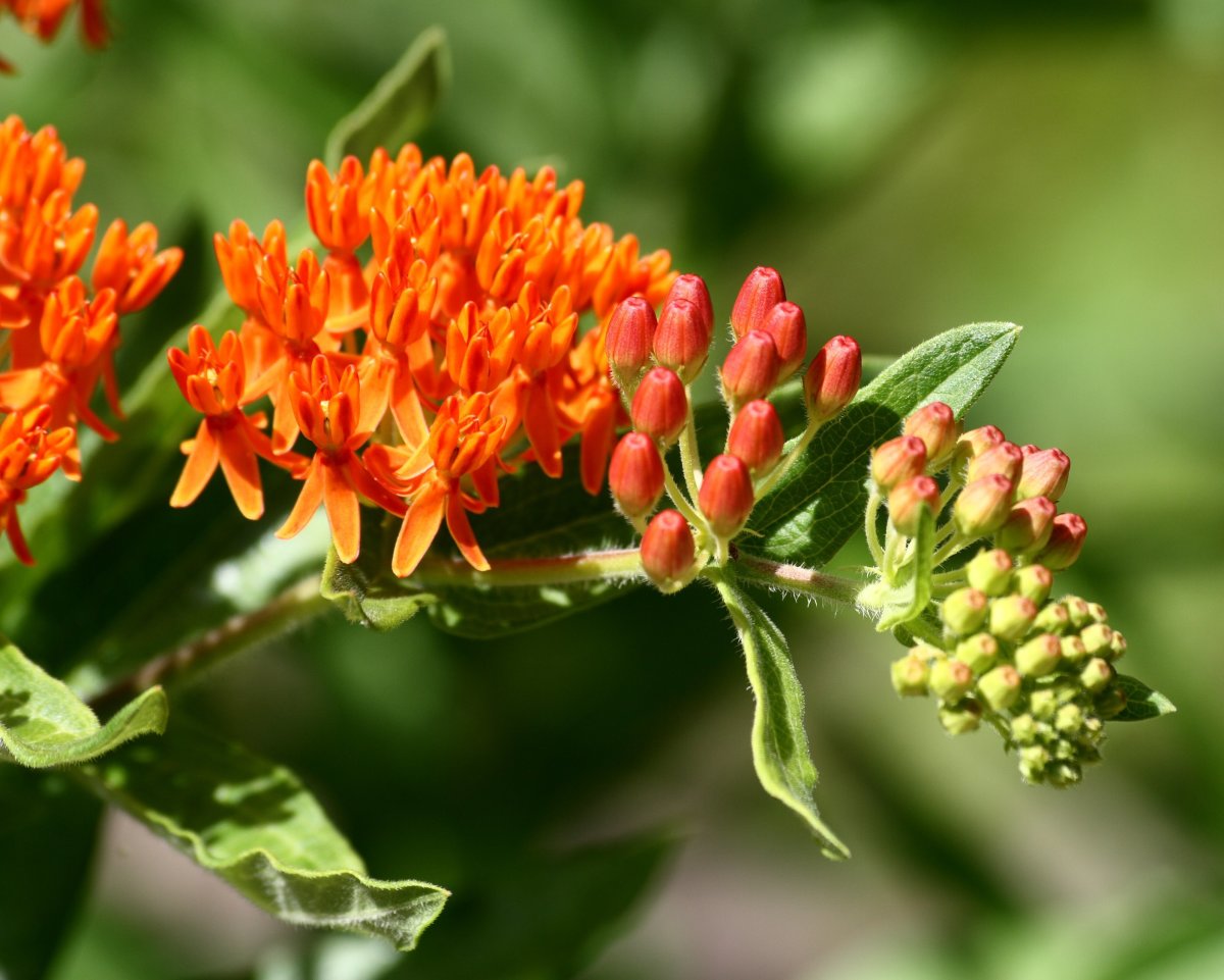 The bitter sap produced by butterfly weed is repellent to deer.