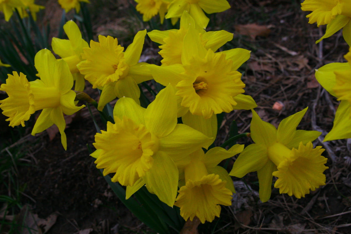 Daffodils are toxic and almost never eaten by deer.