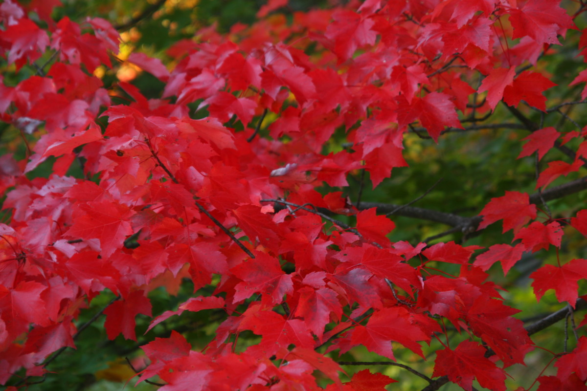 Red maple is a native tree with deer resistance.