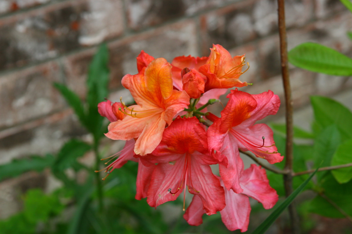 Azaleas are labeled as deer resistant on some lists. Unfortunately, deer love to eat these plants.