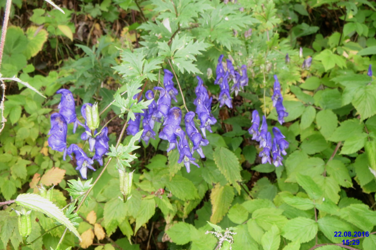 One of the most toxic plants in a shade garden, monkshood should be handled with gloves.