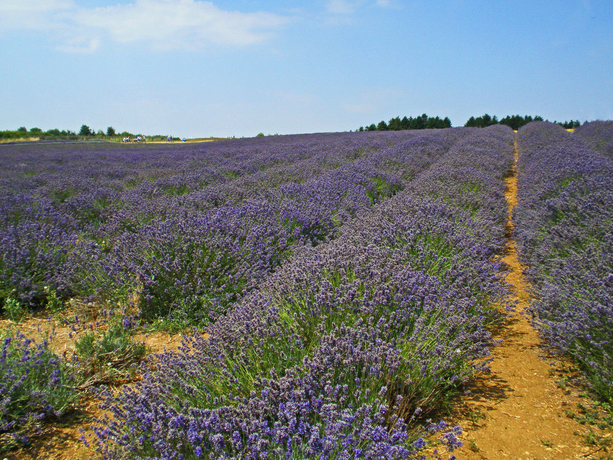 The pungent odor produced by lavender keeps deer away.