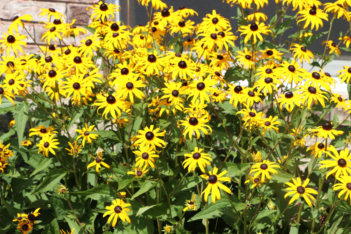 Rudbeckia is another perennial that deer do not bother.