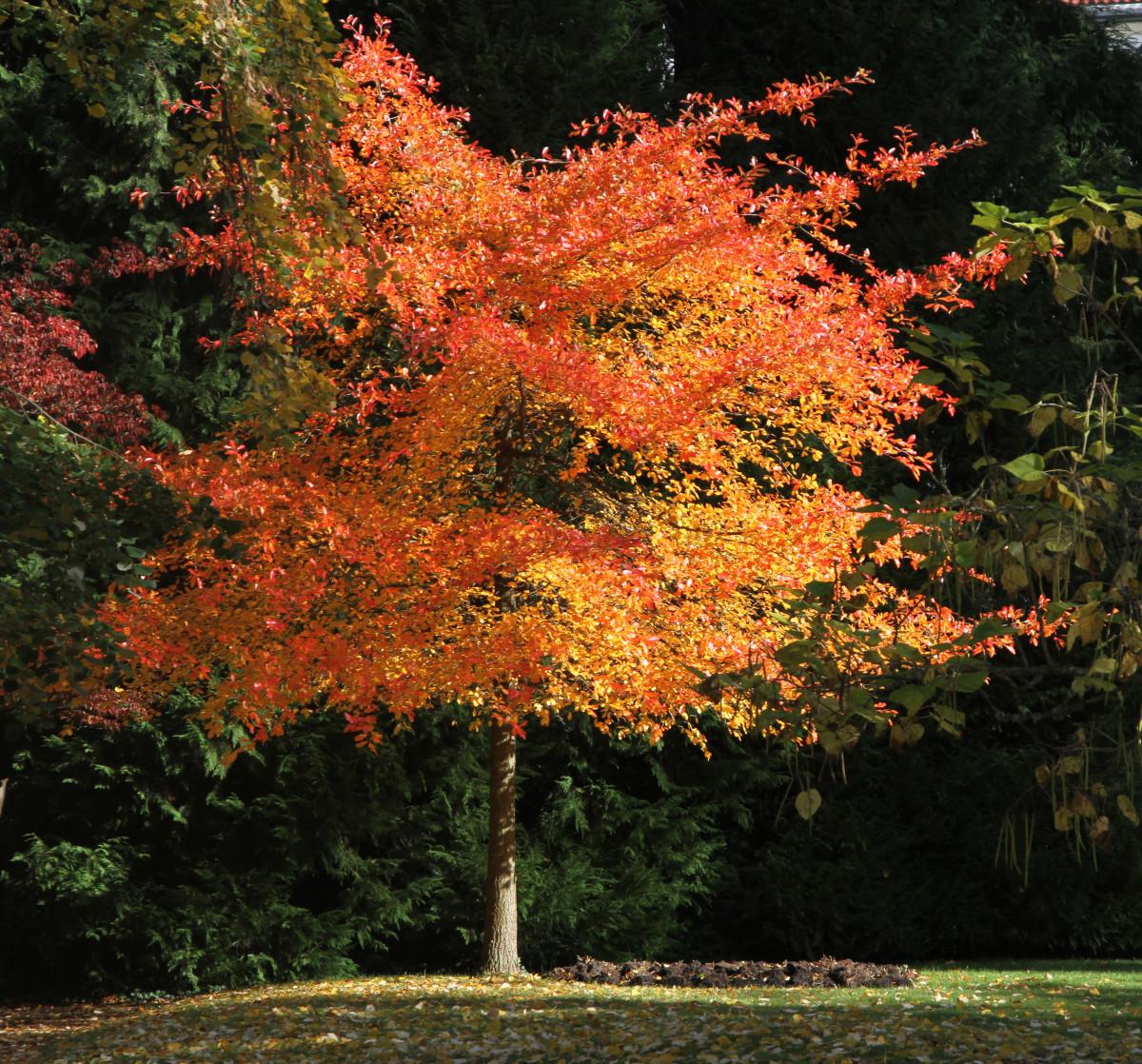 Black tupelo is native and provides berries for wildlife. It is also deer resistant!