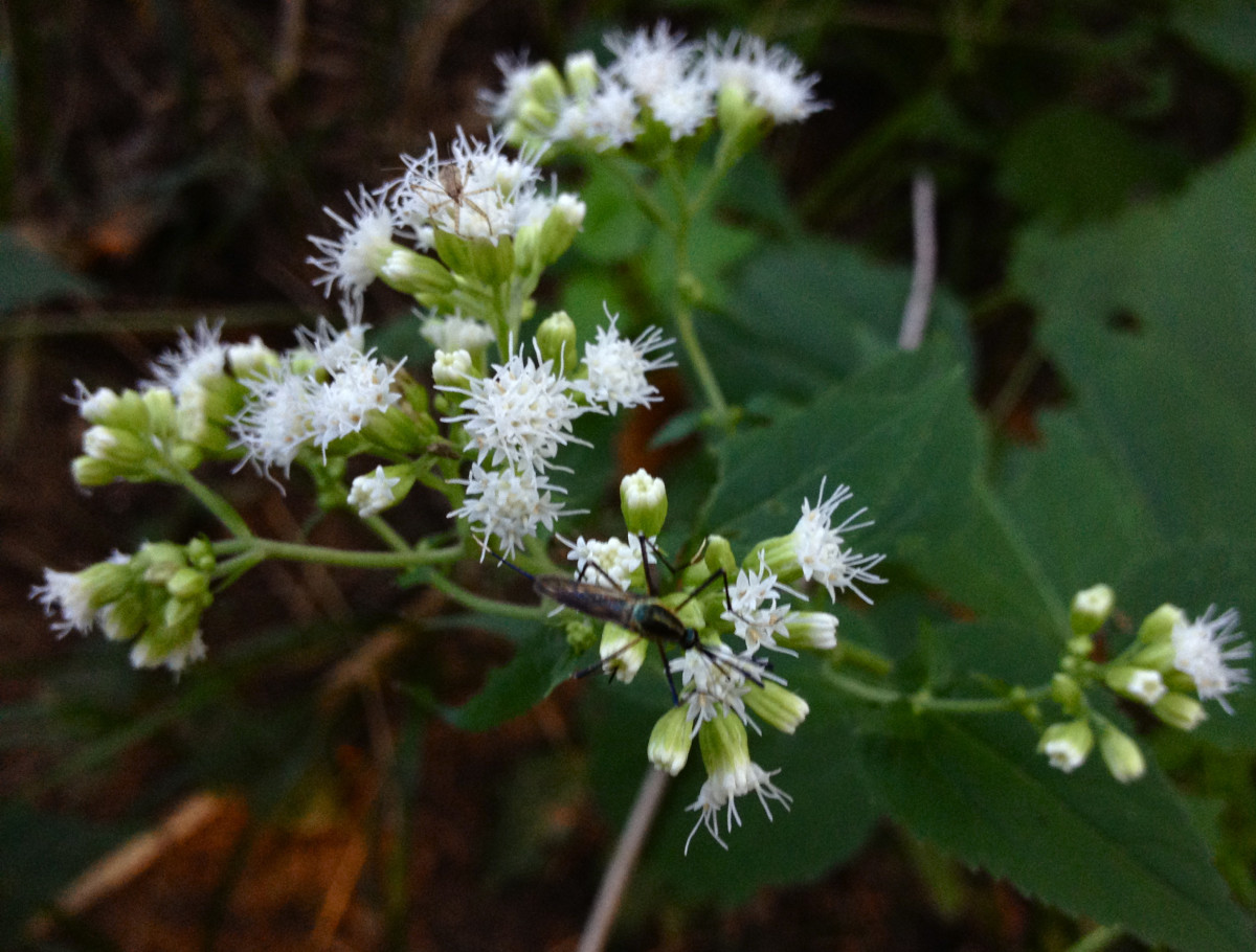 White snakeroot is highly toxic and should not be ingested by people or pets.