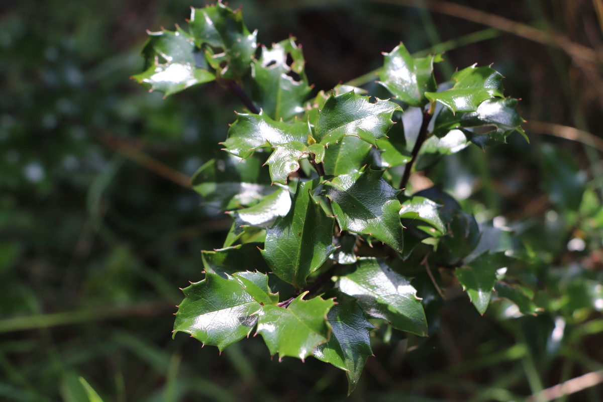 Deer generally dislike the spikes on holly leaves and will leave the plant alone.