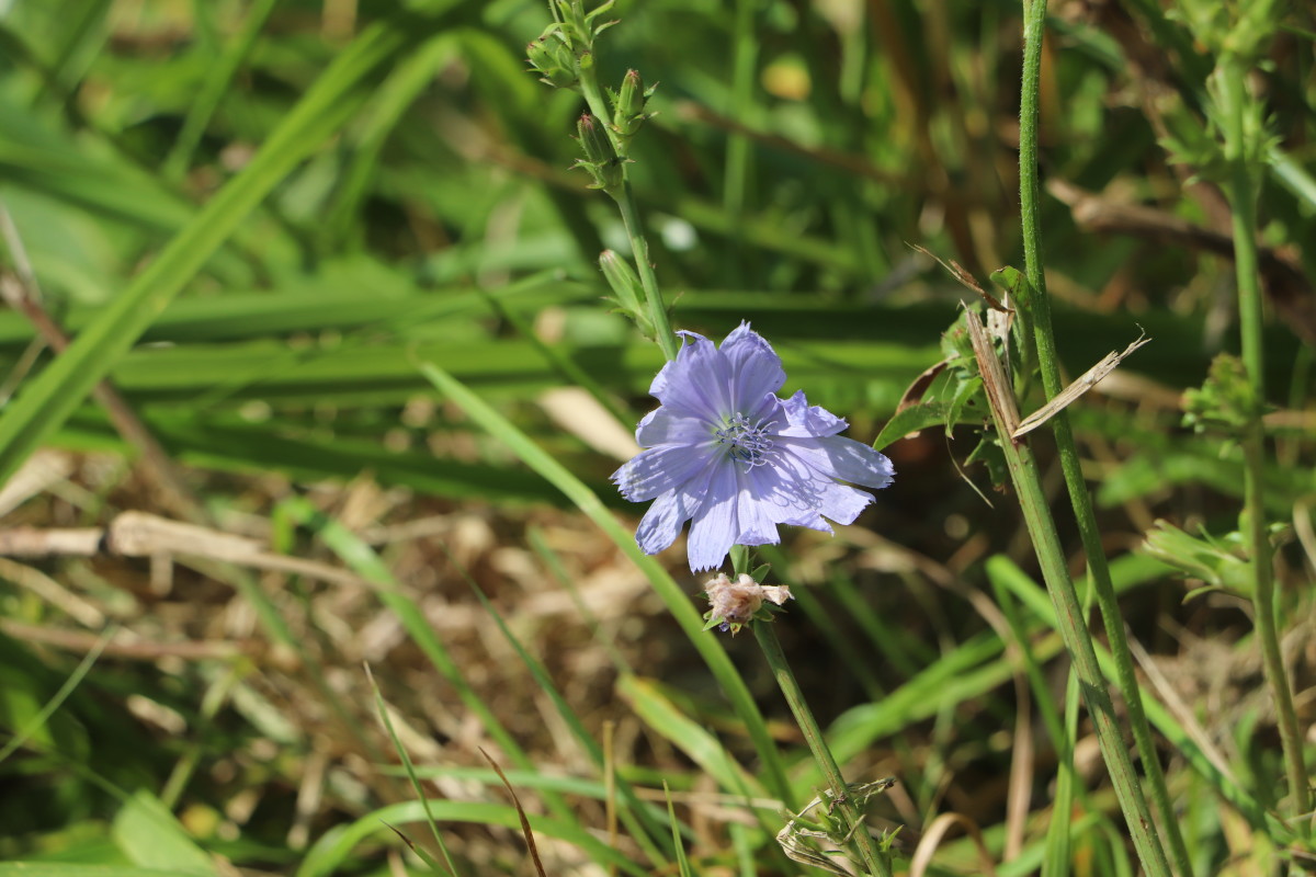 Chicory is a pretty blue wildflower that is resistant to deer.
